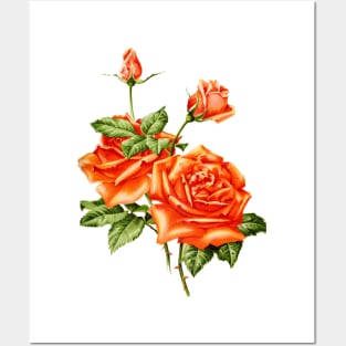Vintage Rose Flower Posters and Art